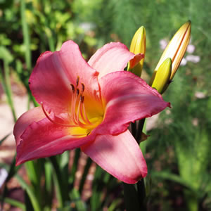 Hemerocallis Barbara Mitchell